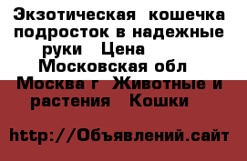 Экзотическая  кошечка-подросток в надежные руки › Цена ­ 100 - Московская обл., Москва г. Животные и растения » Кошки   